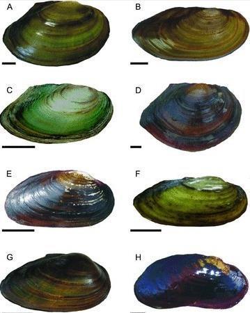 Soukkojokisimpukka (Unio pictorum), G: Sysijokisimpukka (Unio tumidus), H: Jokihelmisimpukka (Margaritifera margaritifera). D: lajia ei ole Suomessa. (Zieritz ym. 2012) 3.