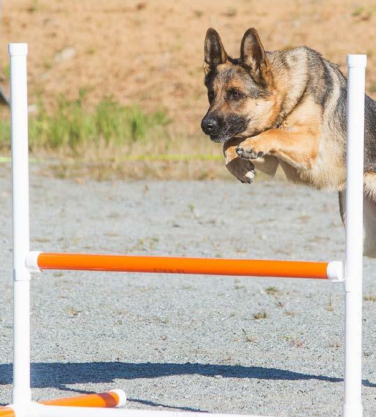 Koiraharrastus Agility, toko, näyttelyt, metsästys ja jäljestys tai vaikka ihan vaan lenkkeily.