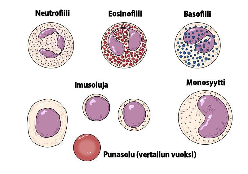 Veripreparaatti 1. Pudota pisara verta kahdelle objektilasille ja vedä veri toisella objektilasilla tasaiseksi kerrokseksi. 2. Anna kuivua muutama minuutti. 3.