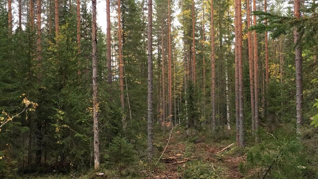 Kuvassa metsä yläharvennuksen jälkeen.