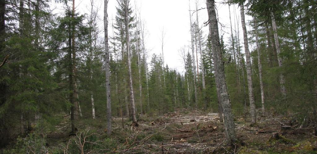 Kuvassa metsä yläharvennuksen jälkeen.