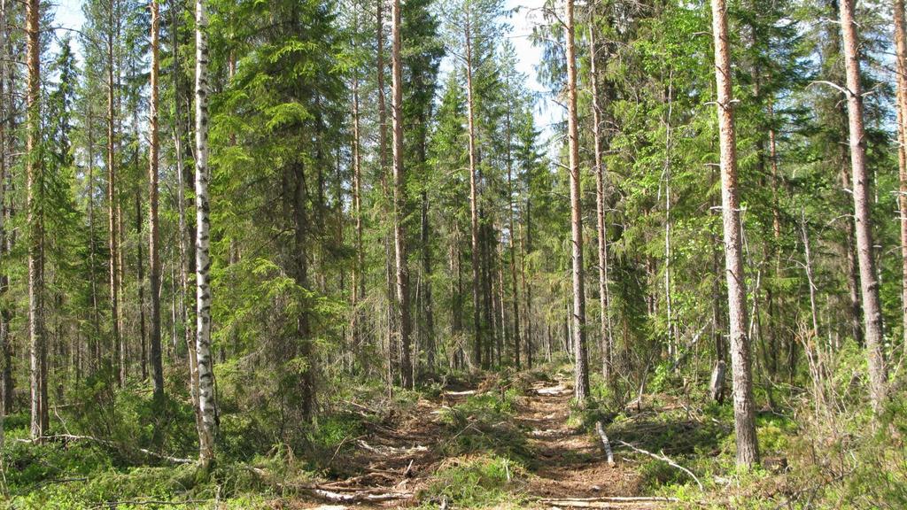 Kuvassa metsä yläharvennuksen jälkeen.