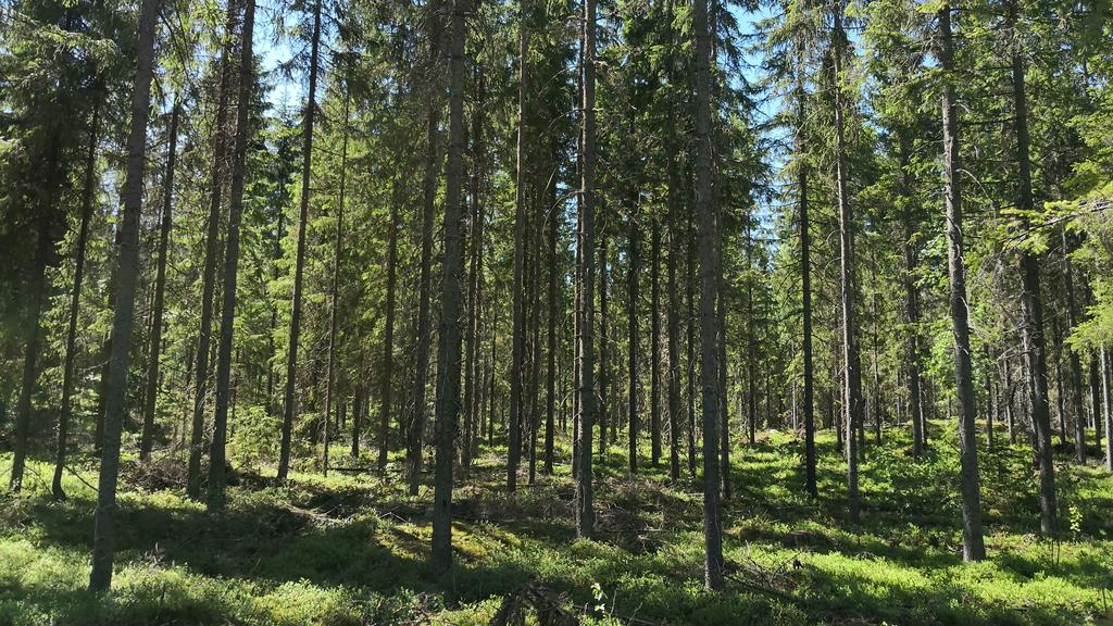 Kuvassa metsä yläharvennuksen jälkeen. Metsän käsittelyvaihteht lisi llut päätehakkuu. Lahti. Leimikn kk 10 000m3.