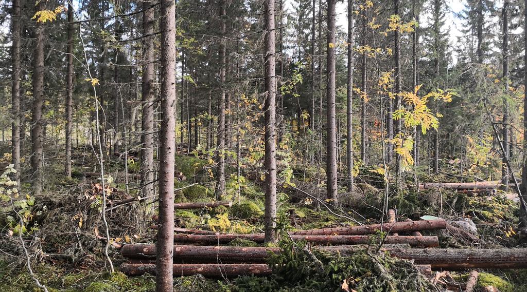 Kuvassa metsä yläharvennuksen jälkeen. Nilsiä.