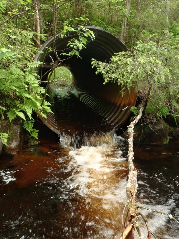 ) rummussa, sekä - rummun pituus (>8 m) mahdollistavat vain joidenkin kalojen tai