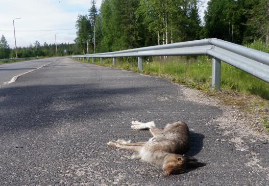 ovat eläinten kulkureittejä