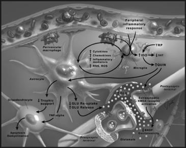 interaktio voi vai 5-HT=Serotonin; BDNF=Brain-derived neurotrophic factor;