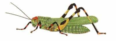 PÄÄKIRJOITUS KUVA. Brasilian heinäsirkka (Acridium tarsatum) (Kansalliskirjaston kokoelmista). Kuvan alkuperäismalli Toussaint de Charpentierin (1779 1847) teoksesta Ortophtera descripta et depicta.