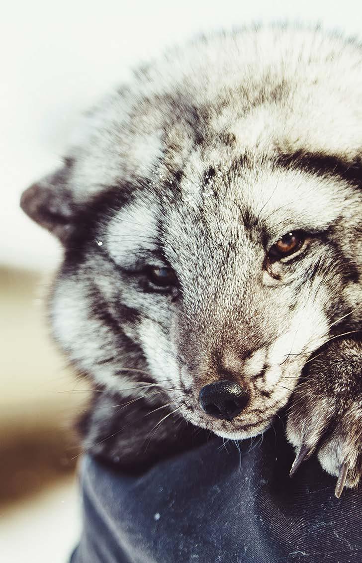 Nahkatuotoksen jakautuminen Saga Furs Oyj:n myynneissä paikallisyhdistyksittäin kaudella 2016/2017 Skinnproduktionens fördelning mellan de olika lokalföreningarna 2016/2017 Sinikettu Blåräv kpl st %