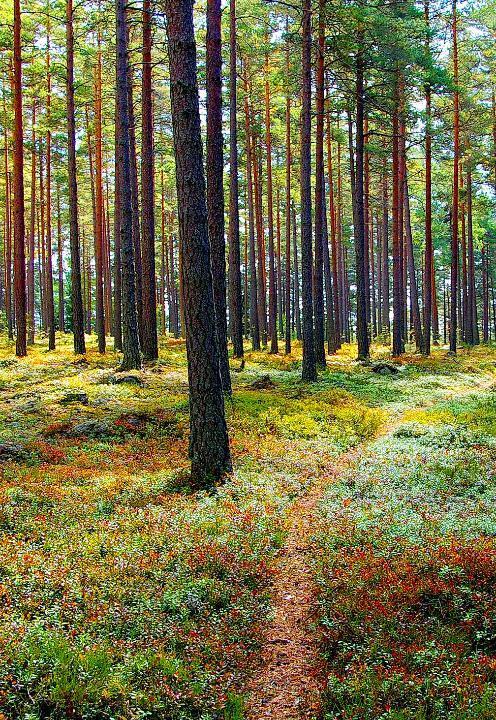 Metsänhoidon suosituksien tavoitteena on metsien monipuolinen ja kestävä käyttö Metsänhoidon suosituksilla: neuvotaan ja kannustetaan metsänomistajia aktiiviseen ja monipuoliseen metsien käyttöön