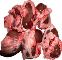 MUNUAISET Elinnipun jatkokäsittelyssä munuaiset otetaan erilleen raakaaineeksi elintarvikekäyttöön tai luokan 3 sivutuotteeksi.