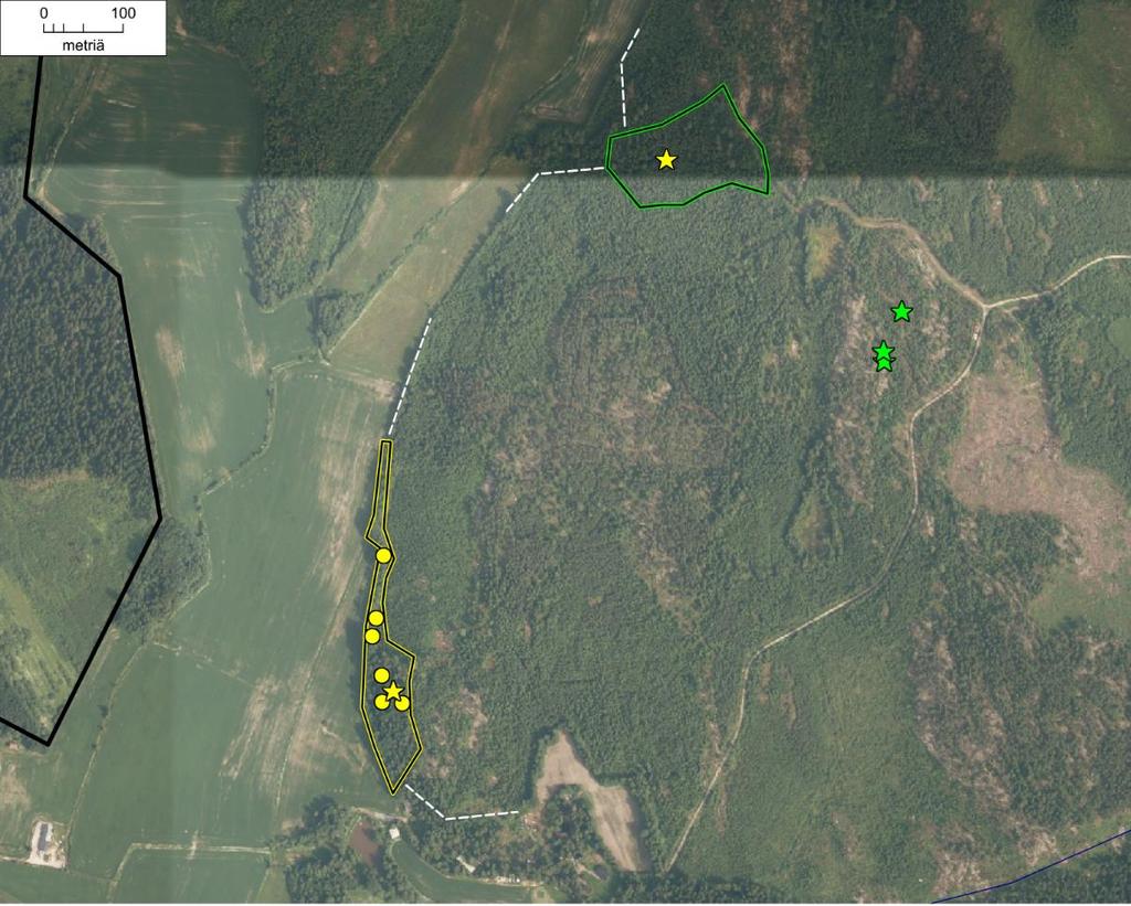 Osa-alue 6 Mäenpään pellon eteläpuolinen alue Mäenpään pellon eteläpuolella on osittain kallioista, puustoltaan nuorta varttuvaa kuusikkoa (kuva 9).