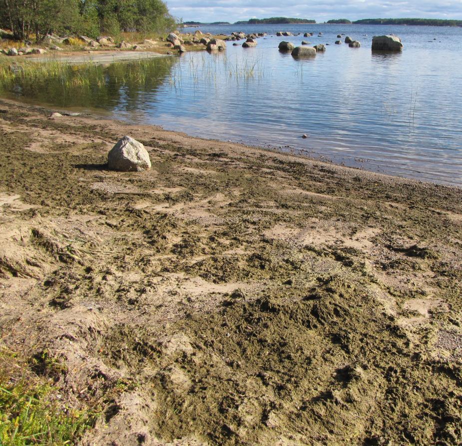 ajautuvat rihmalevät aiheuttavat hiekka- ja niittyrantojen