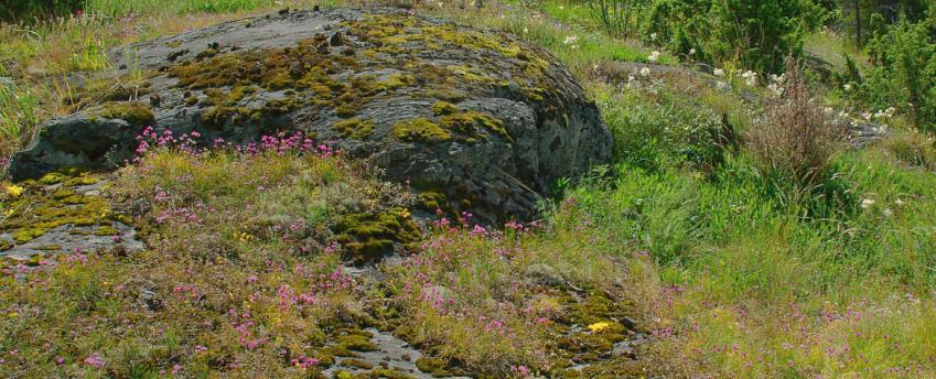 Uhanalaisimpia kalkki- ja serpentiinikalliot Kalkkikallioita on louhittu