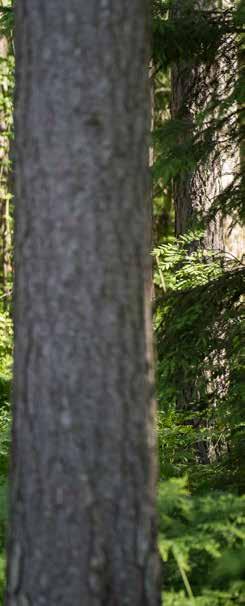 Uusi viihtyisä kaupunginosa keskuspuiston laidalla Kuninkaantammi on aktiivisen ja ympäristötietoisen asukkaan luonnonläheinen toivealue, jossa myös taide on läsnä.