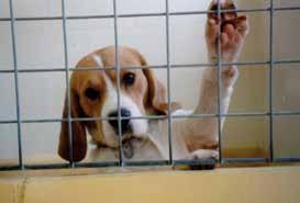 Edes voimakasta kipua aiheuttavia kokeita ei ole kielletty. 2. Koe-eläimet toimivat tutkimuksissa yleensä malleina ihmisistä.