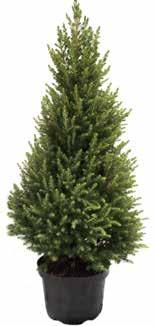 19 Delux Joulukuusi 210 cm muovia tuuhea ja aidon näköinen