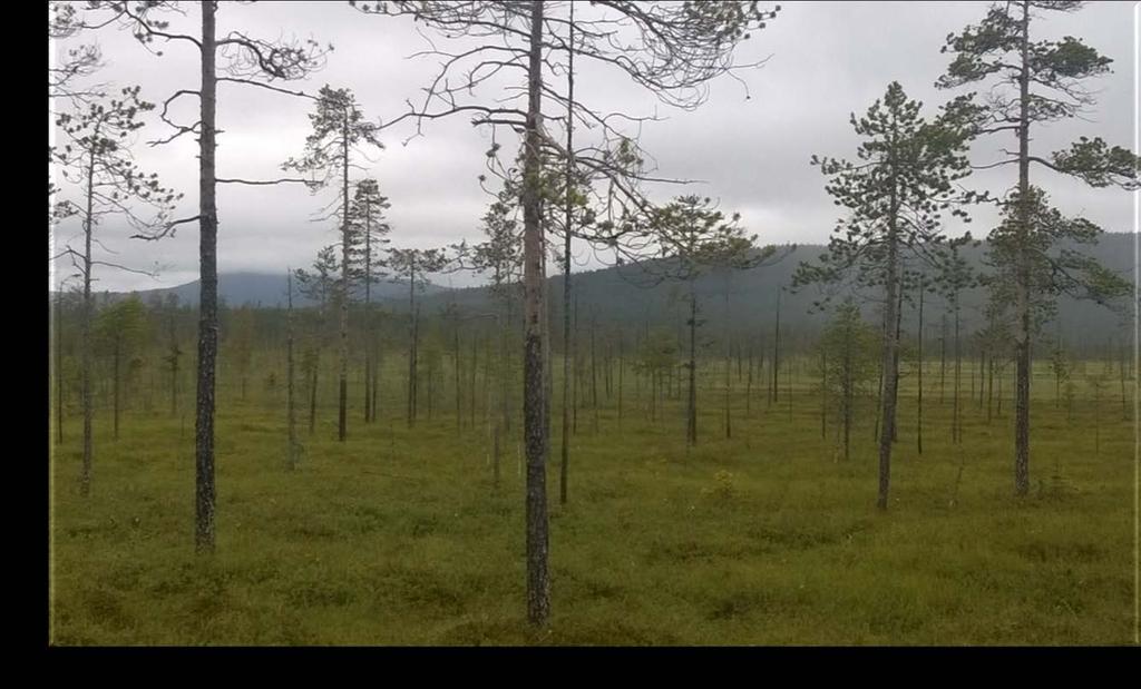 KIITOS MIELENKIINNOSTA Lisätietoja aiheesta; Eija Vuorela eija.