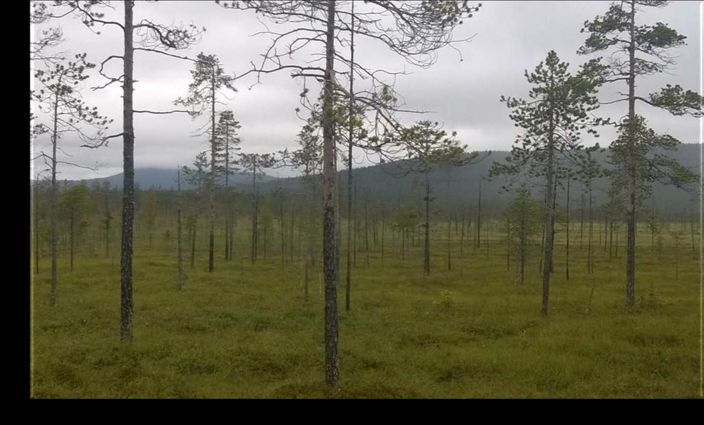 KIITOS MIELENKIINNOSTA Lisätietoja aiheesta; Eija Vuorela eija.