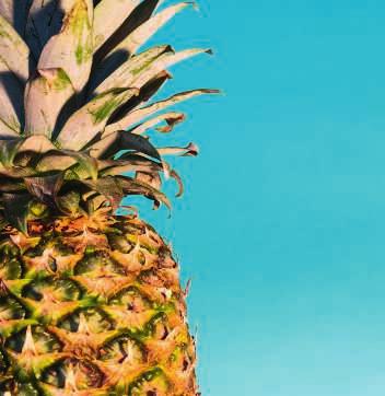 Mehukkaat ananaspalat STRAX Ananaspala 1 kg MN: Tulossa pian! Tutustu herkullisiin STRAX uutuuksiin osoitteessa www.salico.fi!