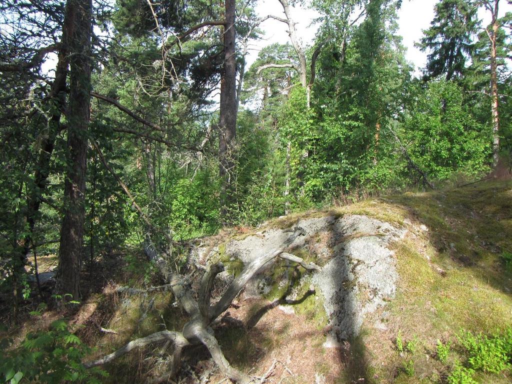 16 ID 3 Rajausperuste Luonnon monimuotoisuuden ja maiseman kannalta arvokas kallio Lakistatus Ei lainsäädännöllinen kohde; muu arvokas elinympäristö Pinta-ala Luontotyypit Karut avoimet laakeat
