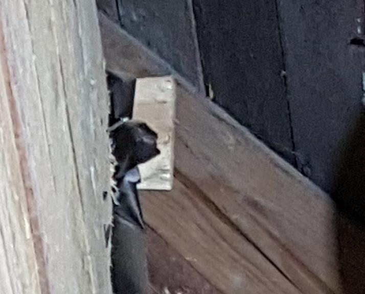25 Kuva 8. Ainoa sisällä nähty pohjanlepakko oli päärakennuksen eteläpäädyssä, jossa kuitenkin oli papanoita vähemmän kuin pohjoispäädyssä. 3.