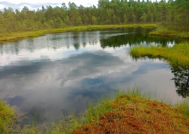 Vesistöjen happamoituminen Suomalaiset humusvedet