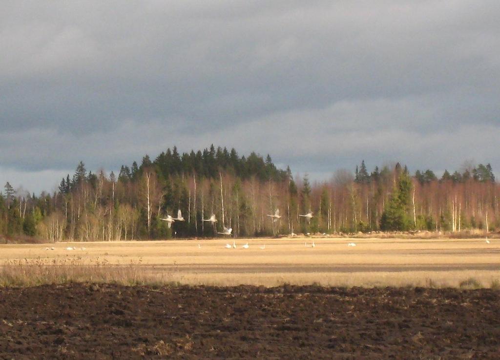 Vastaanottaja Punkalaitumen Tuulivoima Oy Asiakirjatyyppi Luontoselvitys Päivämäärä 15.