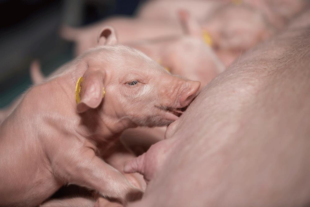 4 (5) Babi Robust terveet ja kestävät porsaat Babi Robust yhdistää rehun hyvän syönnin ja terveysnäkökulman. Linja tähtää rehun erinomaiseen syöntiin, samalla ylläpitäen porsaiden hyvää terveyttä.