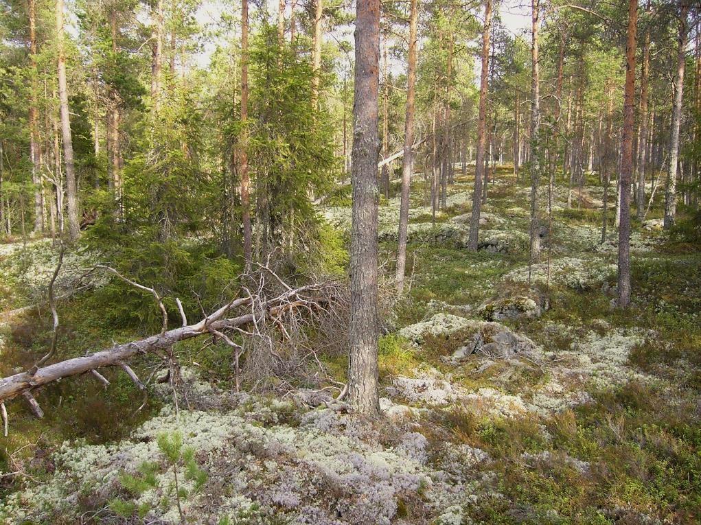 Perkiönkorven maapuustoisia kallioita. Hannu Tuomisto 2009. 7.