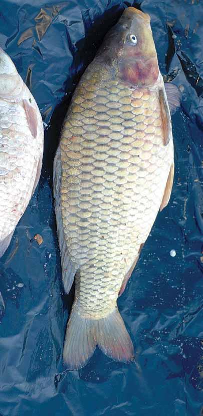 lauri urho Vieraslajit Karppi on nopeakasvuinen ja pitkäikäinen kala, joka syö pääasiassa pohjaliejussa eläviä surviaissääsken toukkia, kotiloita, simpukoita ja muita pohjaeläimiä.
