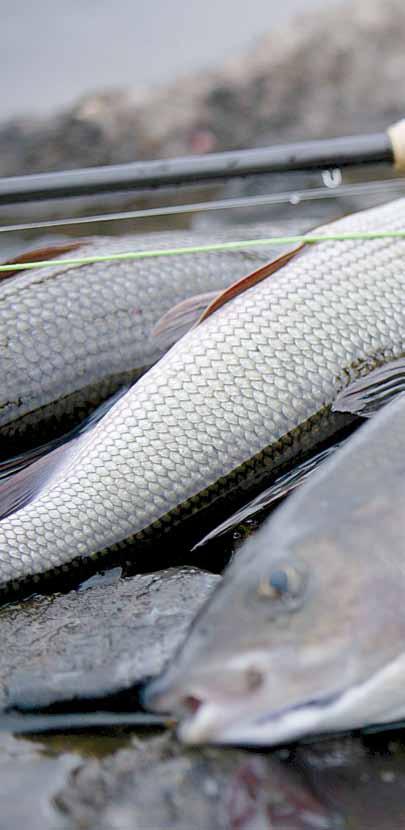 Harjus Harjus Thymallus thymallus Ari Savikko Irma Kolari Ari Saura Harjus ryhmitellään viiteen muotoon elinympäristön ja vaelluskäyttäytymisen perusteella: paikallinen karikoilla kuteva järviharjus,