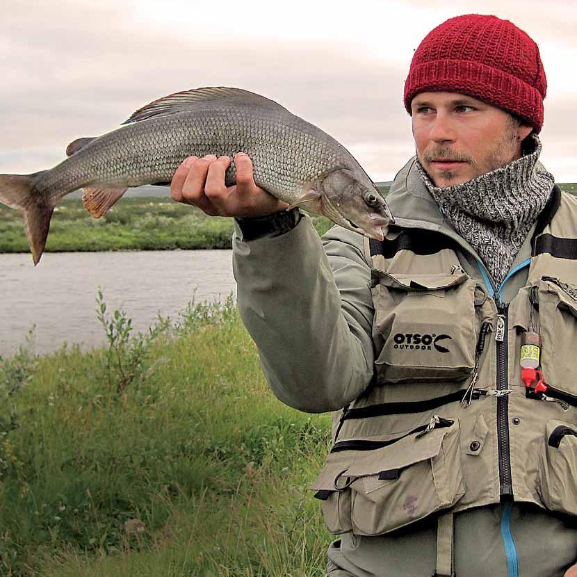 Ville Vähä Harjus Pohjoisessa harjuksen pyyntiä olisi hyvä ohjata vähintään 5-6 vuoden ikäisiin, keskipituudeltaan yli 34 senttimetrin