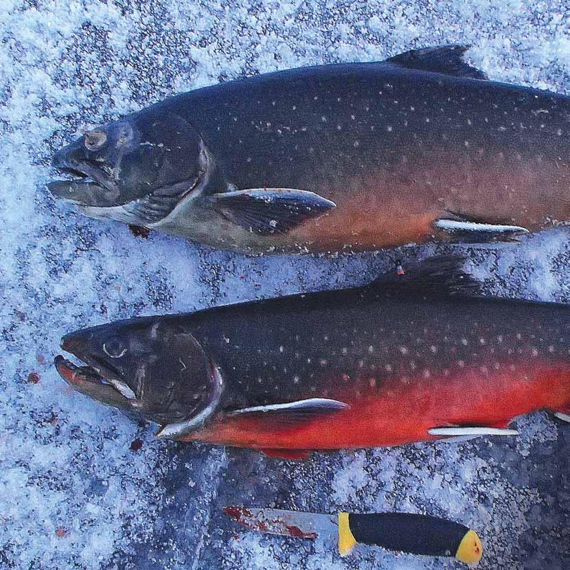 Nieriä erno salonen Lohi Salmo salar BA356