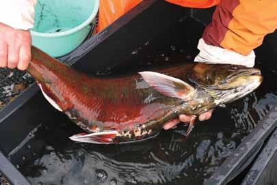 Yksilöiden väliset kasvuerot ovat suuria. 2010-luvun alkupuolella saatiin läntisen Saimaan kutupyynneissä kookas kutukala: sillä oli painoa 5 kilogrammaa, pituutta 83 senttimetriä ja ikää 11 vuotta.