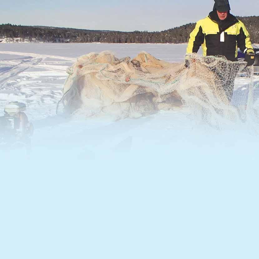 Muikku Kokemuksia muikun kalastuksen ohjauksesta Onkamo, Pohjois Karjala Onkamojärvessä muikun nuottaus oli kielletty vuosikymmenien ajan. Järven tila oli heikko ja kalakuolemia esiintyi.
