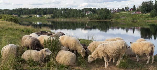 *** Kehitämme maaseudun elinvoimaisuutta ja siten kaikkien