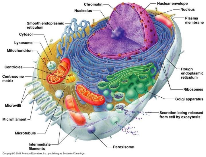 Exam%201%20Review/Ch03%20Cell%20Organelles%20&%20Cytoskeleton.