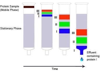 Kromatografiat proteiinien puhdistuksessa Ekskluusiokromatografia (size-exclusion chromatography) Nimiä: molekyyliseulakromatografia, geelikromatografia Ioninvaihtokromatografia Kiinteä faasi on joko