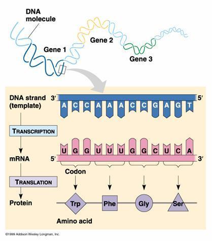 DNA sisältää solun geneettisen informaation (käydään