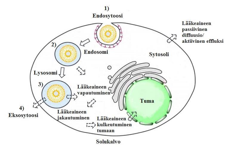 9 Kuva 3 Liposomin farmakokinetiikka solu sisällä. 1) Liposomi otetaan soluun endosytoosin avulla. 2) Liposomia kuljetetaan solun sisällä endosomissa.