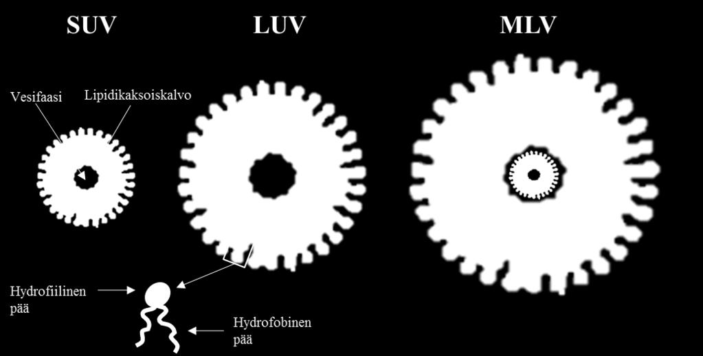3 liposomityyppi riippuu valmistustavasta ja lipidikompositiosta (Torchilin 2012; Çağdaş ym. 2014). Kuva 1 Liposomien rakenne.
