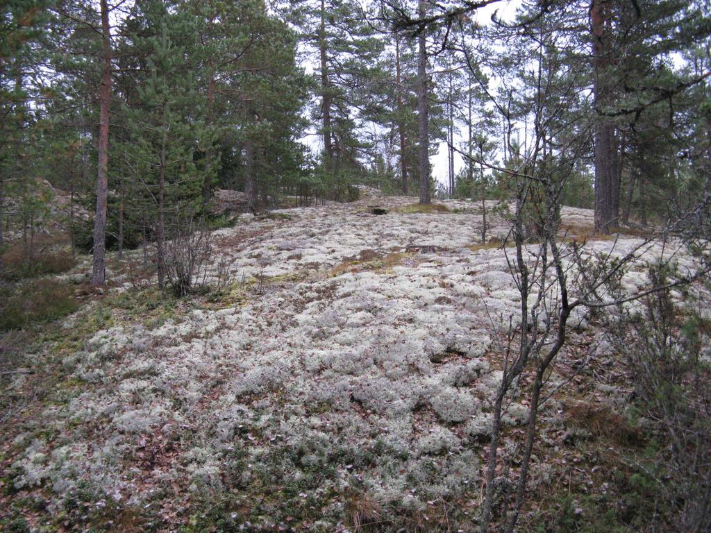 FCG Finnish Consulting Group Oy Isosuon maisemaselvitys