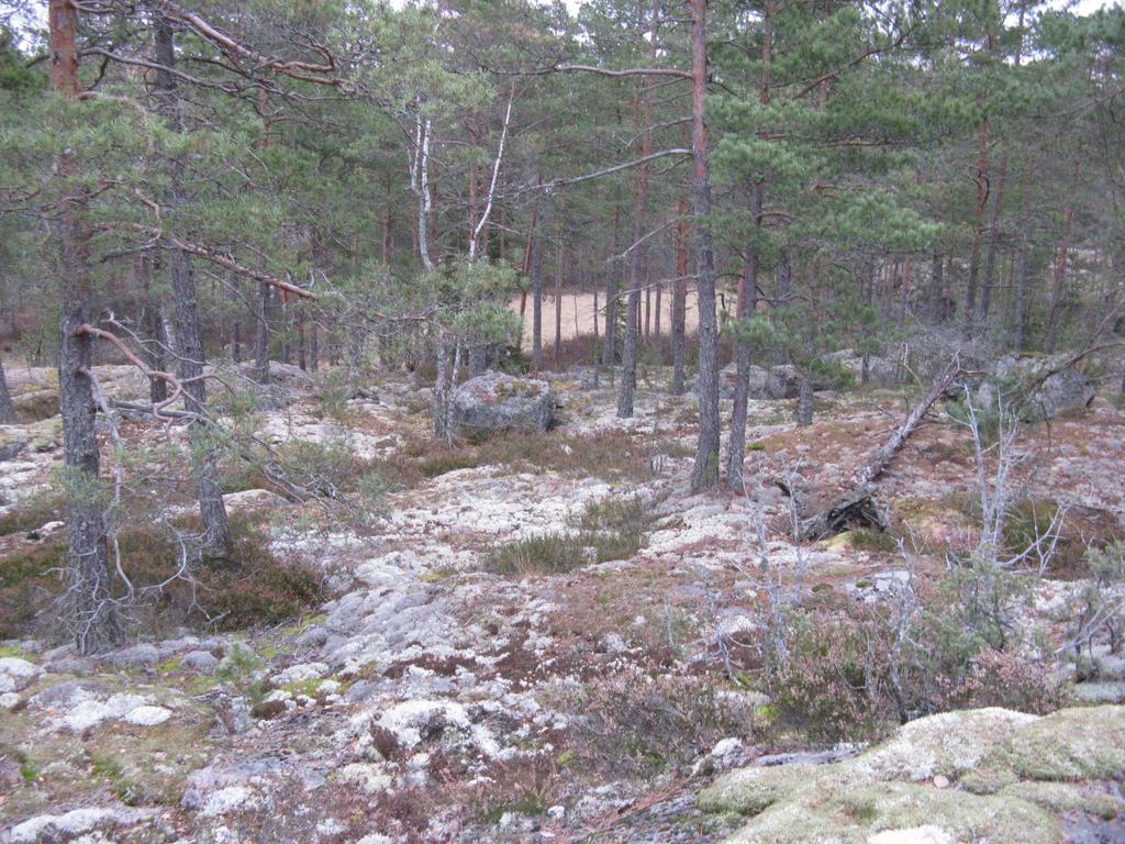 maisemallisesti arvoaan alliomäen huipulta, josta avautuu puiden latvojen yli