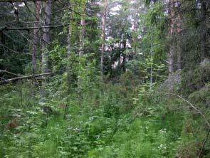 Paikoin puiden lomassa on pieniä avoimia niittylajistoa kasvavia aukkoja, joilla esiintyy muun muassa metsäkurjenpolvi, karhunputki, ojakellukka, poimulehti ja lehtovirmajuuri.