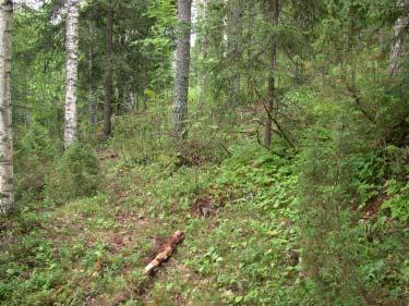 Rinteessä, uudelleen käyttöön otetulla laidunalueella näkyy hakamaan piirteitä. sinomaan mesiangervoa, paikoin matalampia ruohoja, paikoin kasvillisuus on melko heinävaltaista.