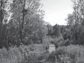 Kuvaus: Laajalla peltoaukealla sijaitsevat kaksi pientä metsäsaareketta, jotka ovat vielä muutama vuosi sitten kuuluneet laajaan laidunalueeseen.