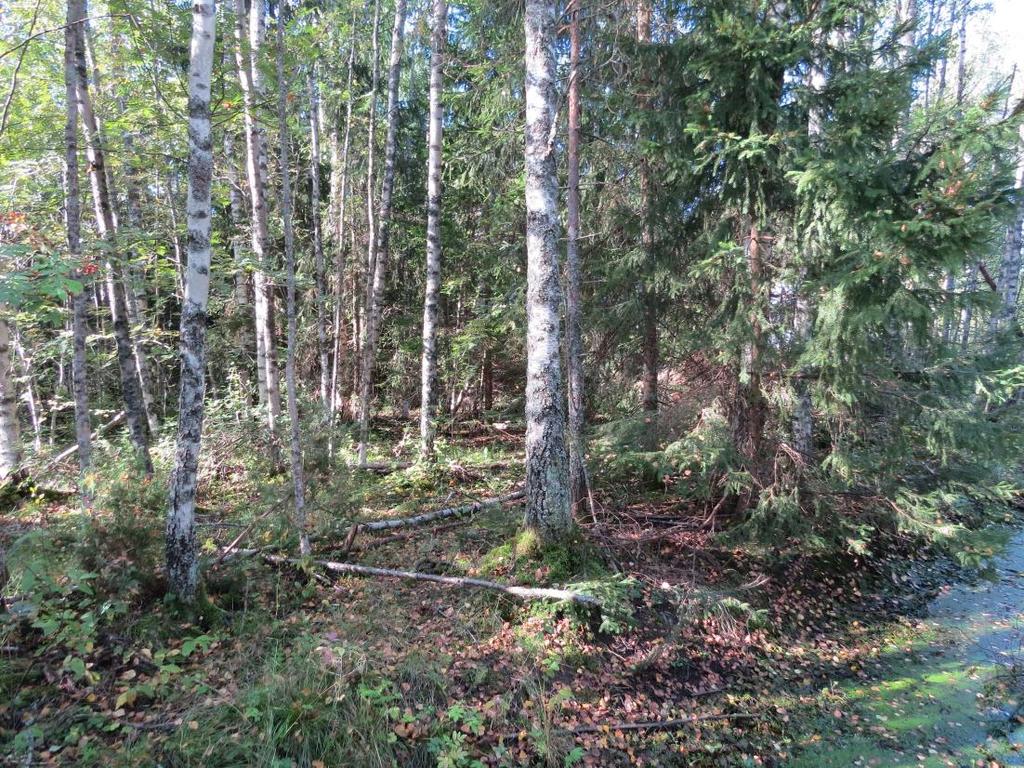 5 Natura-alueen välissä sijaitseva metsikkö tiheäpuustoisena. Tämä vähentää Naturaalueelle kohdistuvaa melua ja muuta häiriötä. Kuva 2.