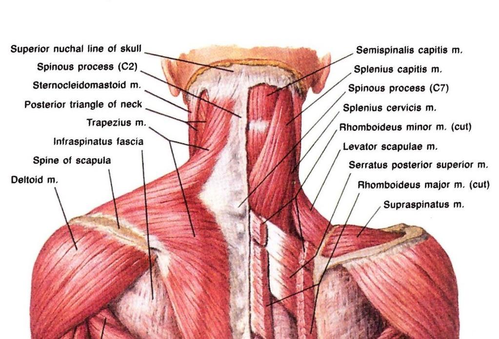 13 muita toimintoja. Nikamakanavan yläosa suojaa selkäytimessä sijaitsevia elintärkeitä keskushermoston osia. Kaularangan etupuolella sijaitsevat kurkku, kurkunpää, keuhkoputki ja ruokatorvi.