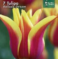 10 Exotic Garden syysluettelo 2018 Tulipa gesneriana Liljatulppaanit ovat tyylikkäitä, usein korkeita